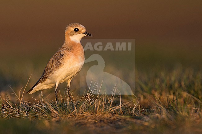 Lesser Sand Plover - Mongolenregenpfeifer - Charadrius mongolus ssp. pamirensis, Kyrgyzstan, adult female stock-image by Agami/Ralph Martin,