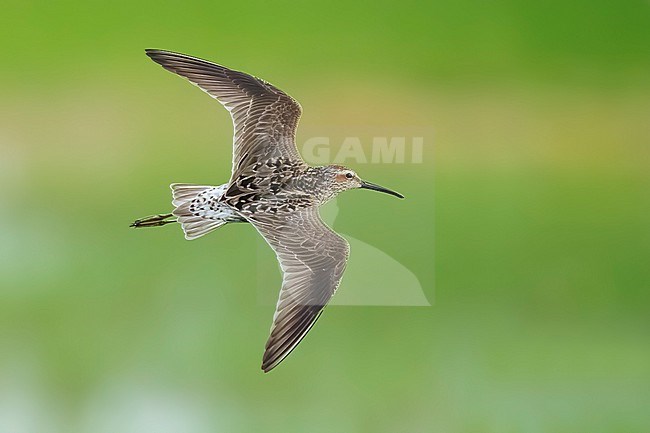 Adult breeding 
Galveston Co., TX
May 2023 stock-image by Agami/Brian E Small,