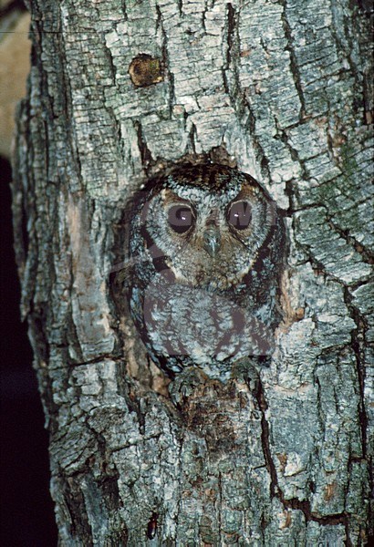 Ponderosadwergooruil in nestopening; Flammulated Owl in nest opening stock-image by Agami/Mike Danzenbaker,