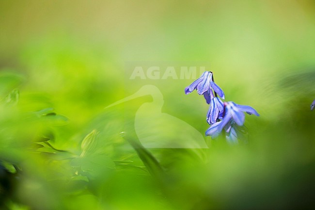 Siberian Squill, Oosterse sterhyacint, Scilla siberic stock-image by Agami/Wil Leurs,