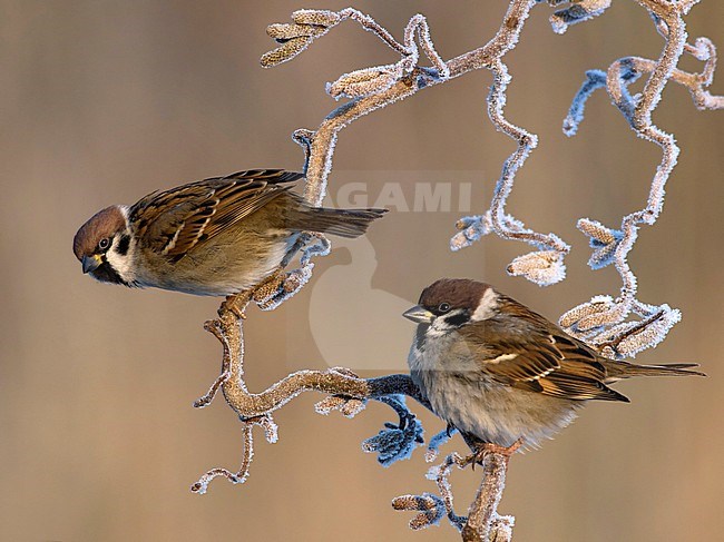 Ringmus zittend op berijpte krul hazelaar; Eurasian Tree Sparrow sitting on frosted curl hazel; stock-image by Agami/Walter Soestbergen,