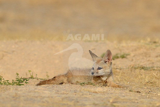 Bengaalse vos, Indian Fox, Vulpes bengalensis stock-image by Agami/Laurens Steijn,