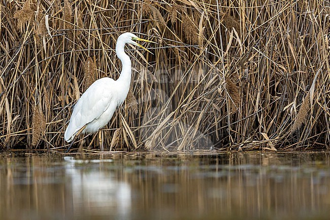 European Great White Egret (Casmerodius albus albus) walking on a pool near Florence, Tuscany, Italy. stock-image by Agami/Vincent Legrand,
