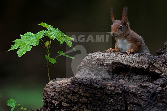 Eekhoorn kijkt boven een boomstronk uit; Red Squirrel looking over a tree trunk stock-image by Agami/Han Bouwmeester,