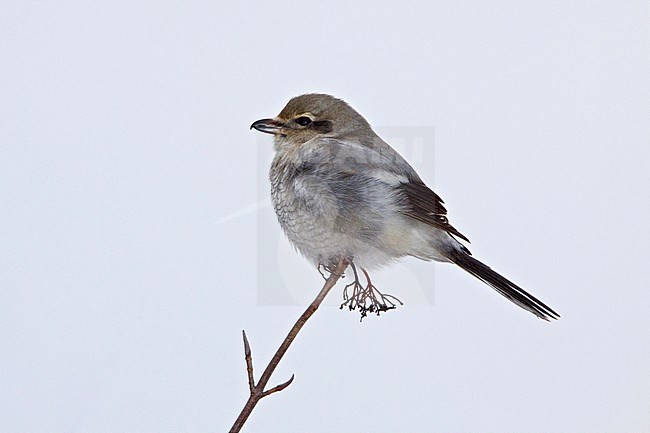 Northern Shrike (Lanius excubitor) perched on a branch in Toronto, Ontario, Canada. stock-image by Agami/Glenn Bartley,