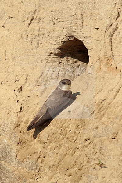Oeverzwaluw zittend voor nest ingang; Sandmartin sitting in front nest stock-image by Agami/Walter Soestbergen,