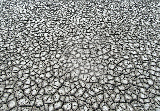 Landscape coast of Wadden Sea near Lauwersmeer, Friesland, Netherlands. stock-image by Agami/Marc Guyt,