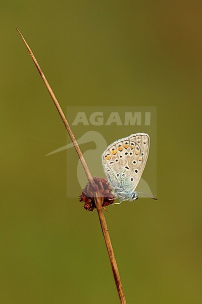 Icarusblauwtjerustend op petrigras; Common Blue resting on grass; stock-image by Agami/Walter Soestbergen,