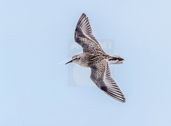 Juvenile Least Sandpiper flying over Cape May point beach, Cape May, New Jersey. August 25, 2016. stock-image by Agami/Vincent Legrand,
