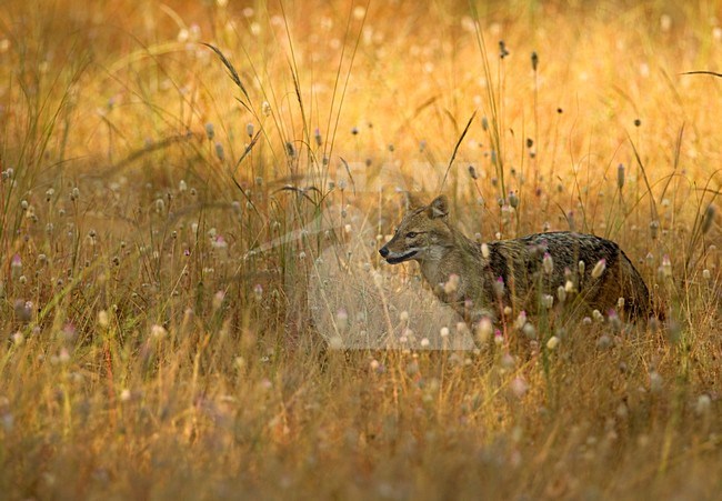 Indische Jackhals, Indian jackal stock-image by Agami/Danny Green,