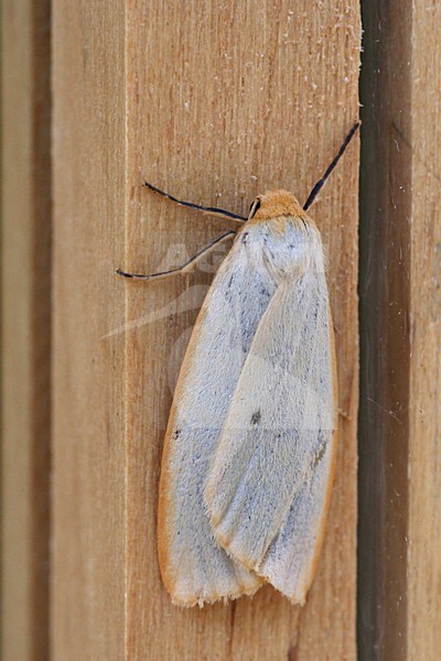 Vierstipbeertje, Four dotted footman stock-image by Agami/Bas Haasnoot,