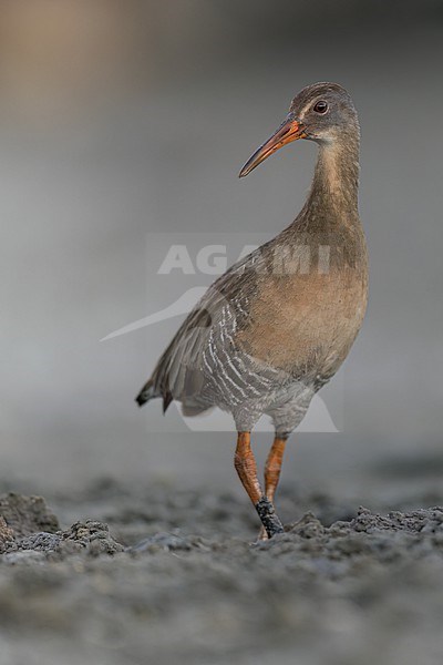 Clapper Rail (Rallus crepitans) feeding at the edge of a pond  in Puerto Rico stock-image by Agami/Dubi Shapiro,