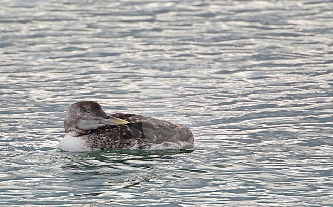 Zwemmende Geelsnavelduiker; Swimming Yellow-billed Loon stock-image by Agami/Markus Varesvuo,