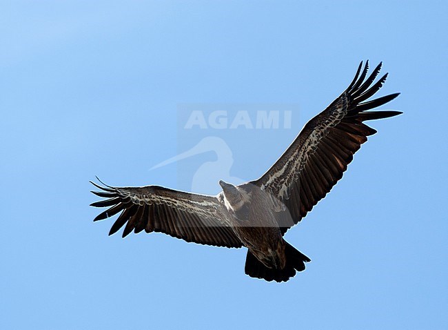 Vale Gierin vlucht, Griffon Vulture in flight stock-image by Agami/Roy de Haas,