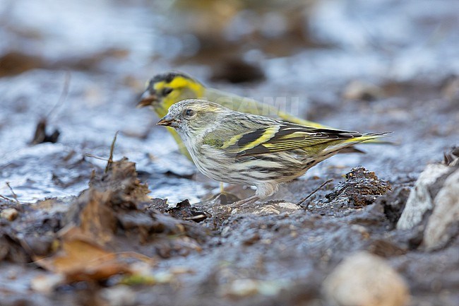 Eurasian Siskin (Spinus spinus), side view of a female standing on the ground, Campania, Italy stock-image by Agami/Saverio Gatto,