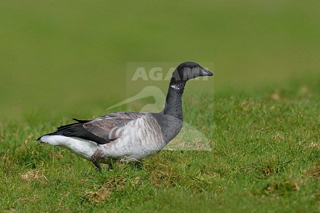 Oca colombaccio panciachiara; Pale-bellied Brant; Branta bernicl stock-image by Agami/Daniele Occhiato,