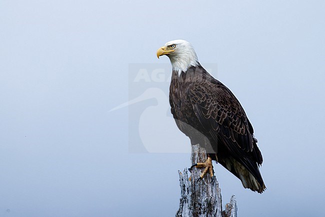 Bald Eagle (Haliaeetus leucocephalus) taken the 21/06/2022 at Seward - Alaska. stock-image by Agami/Nicolas Bastide,