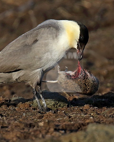 Adult Long-tailed jaeger (Stercorarius longicaudus) in Alaska, United States. Eating a vole. stock-image by Agami/Dani Lopez-Velasco,