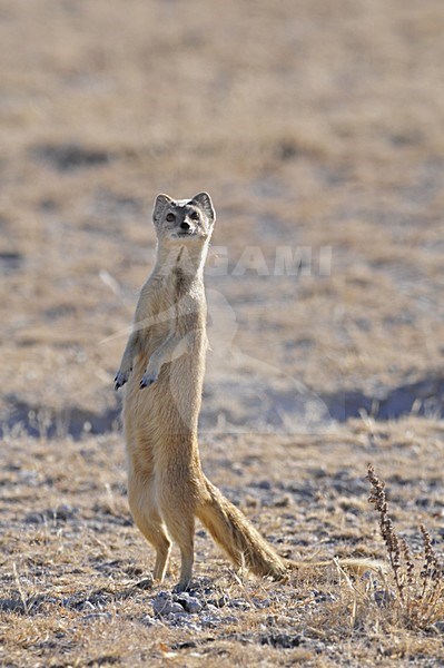  stock-image by Agami/Hans Germeraad,