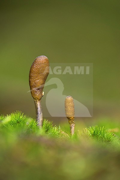 Zwarte truffelknotszwam; Cordyceps ophioglossoides stock-image by Agami/Walter Soestbergen,