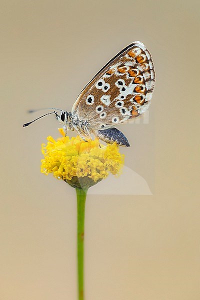 Female Southern Brown Argus stock-image by Agami/Wil Leurs,