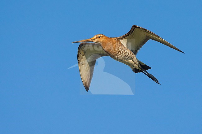 Grutto; Black-tailed Godwit; stock-image by Agami/Daniele Occhiato,