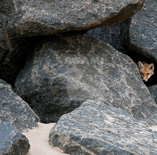 Jonge Vos op de pier van IJmuiden, Red Fox young at jetty of IJmuiden stock-image by Agami/Marten van Dijl,