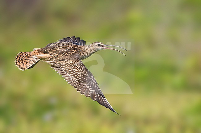 Adult
Kahuku, Oahu, HI
March 2022 stock-image by Agami/Brian E Small,