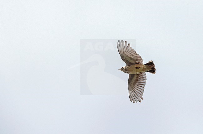 Wood Lark (Lullula arborea) migratry during migration time in the Netherlands. Seen from below stock-image by Agami/Ran Schols,