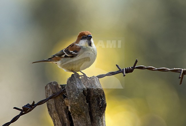 Foeragerende Roodkopmus; Foraging Russet Sparrow stock-image by Agami/Marc Guyt,