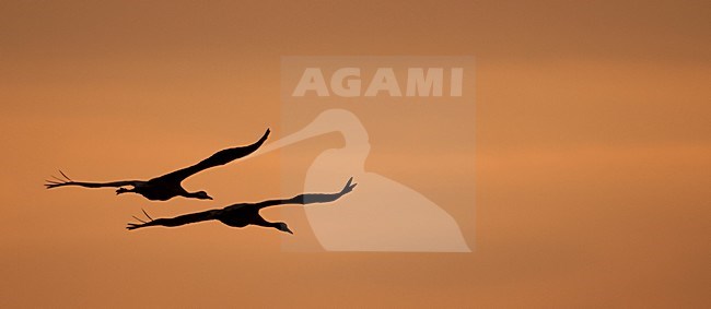 Twee vliegende Kraanvogels tegen avondlucht, Two flying Common Cranes against evening sky stock-image by Agami/Han Bouwmeester,