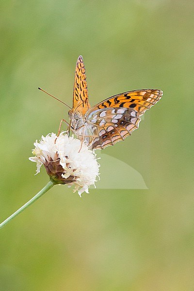 High brown Fritillary, Argynnis adippe stock-image by Agami/Theo Douma,