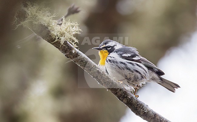 Yellow-throated Warbler, Setophaga dominica, in North America. Worn individual in spring, possible second year bird. stock-image by Agami/Ian Davies,