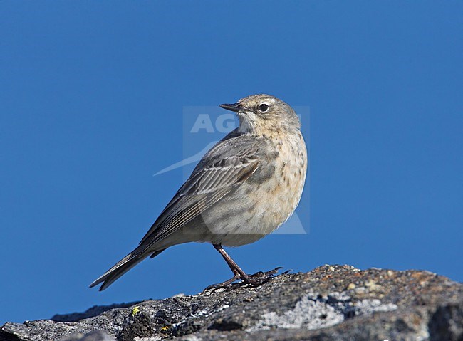 Oeverpieper op een rots; Eurasian Rock Pipit perched on a rock stock-image by Agami/Markus Varesvuo,