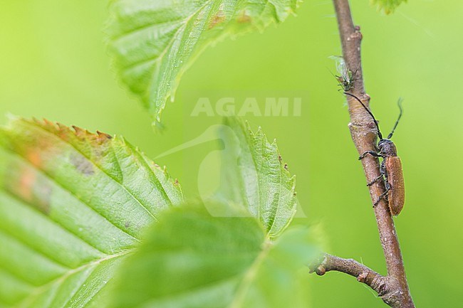 Anaesthetis testacea - Kragenbock,Germany (Baden-Württemberg), imago stock-image by Agami/Ralph Martin,