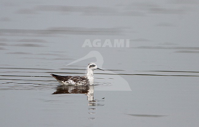 Red-necked Phalarope (Phalaropus lobatus) during autumn migration in Indonesia. Swimming in the sea off Penang. stock-image by Agami/James Eaton,