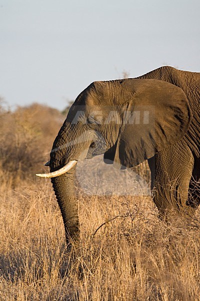 Afrikaanse Olifant in het Kruger Park; African Elephant at Kruger Park stock-image by Agami/Marc Guyt,