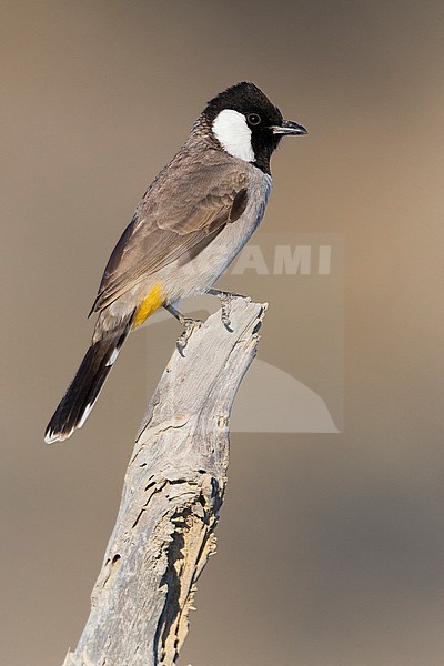 White-eared Bulbul, adult perched on dead tree, Khatmat Milalah, Al Batinah, Oman (Pycnonotus  leucotis) stock-image by Agami/Saverio Gatto,