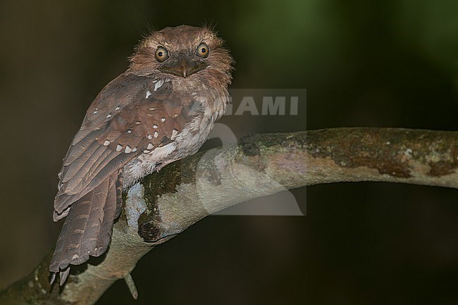 Gould's Frogmouth (Batrachostomus stellatus) Perched on a branch at night in Borneo stock-image by Agami/Dubi Shapiro,