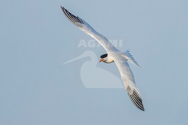 African Royal Tern (Thalasseus maximus) in flight over Iwik beach, Banc d'Arguin, Mauritania. stock-image by Agami/Vincent Legrand,