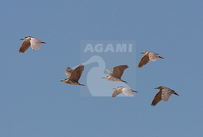 Flock of Black-crowned Night Herons (Nycticorax nycticorax) during migration in Egypt. Group with several different ages / plumages. stock-image by Agami/Edwin Winkel,