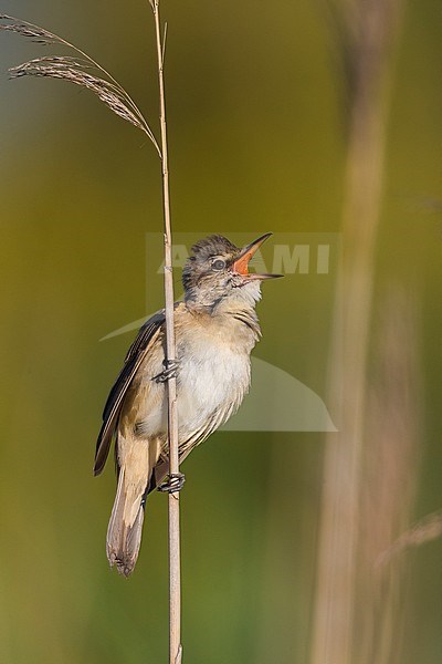 Grote Karekiet; Great Reed Warbler stock-image by Agami/Daniele Occhiato,