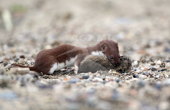 Least Weasel (Mustela nivalis) with caught Field Vole at Vestjylland in Denmark. stock-image by Agami/Helge Sorensen,