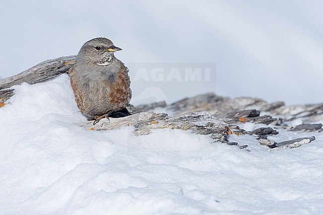 Alpine Accentor (Prunella collaris) sitting in a snow coverd moutain landscape in the swiss alps. stock-image by Agami/Marcel Burkhardt,