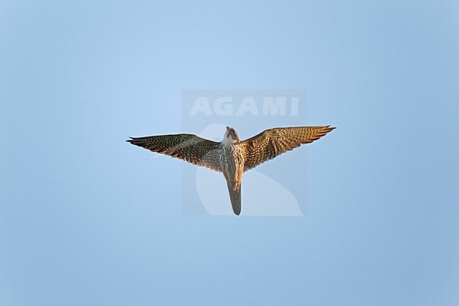 Vliegende trekkende Boomvalk kijkt aandachtig naar beneden;Flying, migrating Hobby looking downwards stock-image by Agami/Ran Schols,