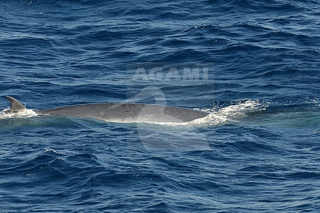  stock-image by Agami/Laurens Steijn,