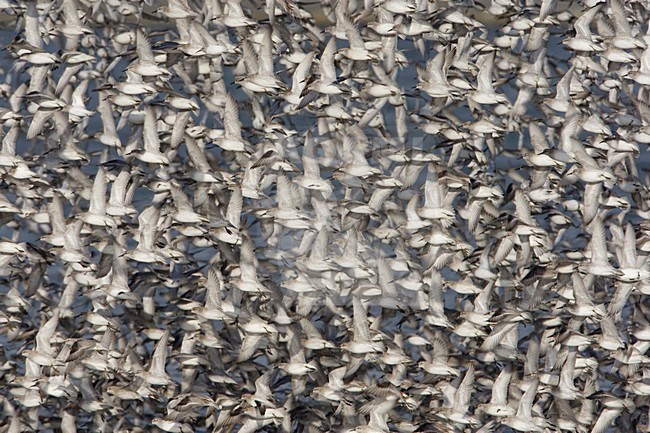 Kanoeten in de waddenzee; Red Knots in the waddensea stock-image by Agami/Arie Ouwerkerk,