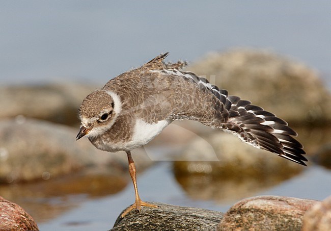 Juveniele Bontbekplevier; Juvenile Common Ringed Plover stock-image by Agami/Markus Varesvuo,