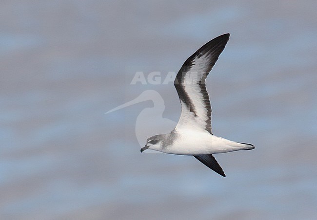 Black-winged Petrel (Pterodroma nigripennis) flying over the pacific ocean north of New Zealand. stock-image by Agami/Laurens Steijn,