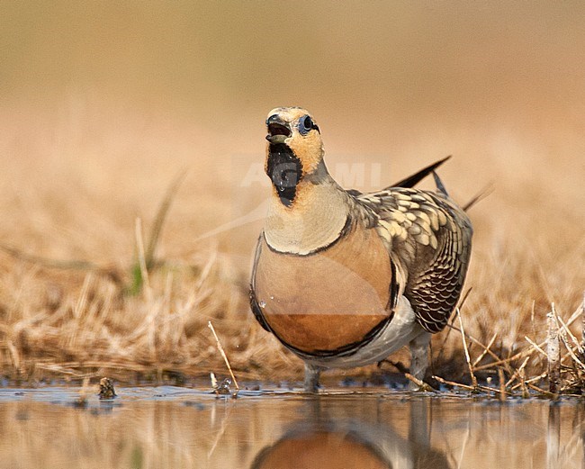 Man Witbuikzandhoen drinkend bij de drinkplaats;, Male Pin-tailed Sandgrouse (Pterocles alchata) drinking at a drinking pool stock-image by Agami/Marc Guyt,